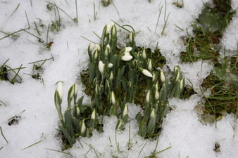 Perce-neige sous la glace