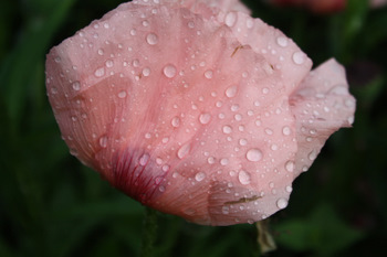 Perles de pluie