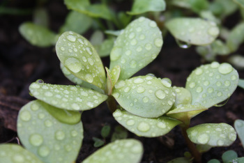 Perles de pluie