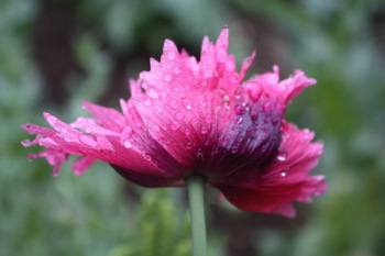 Perles de pluie