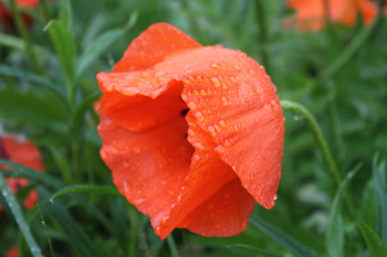 Perles de pluie