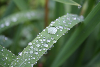 Perles de pluie sur feuille d'hémérocalle