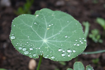Perles de pluie