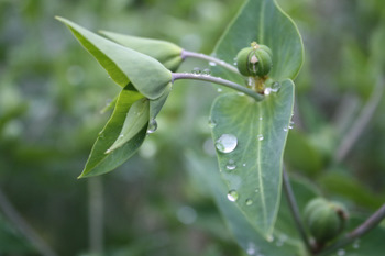 Perles de pluie