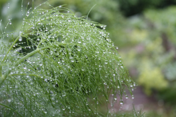 Perles de pluie