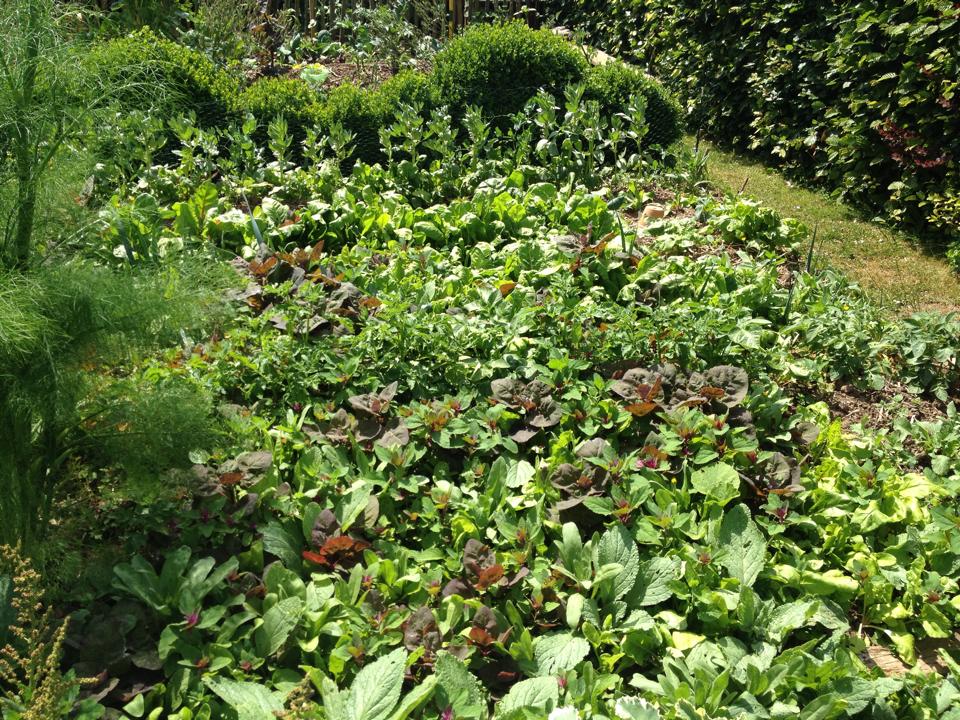 Pourquoi j'arrête la permaculture