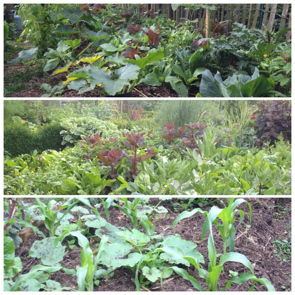 Pourquoi j'arrête la permaculture