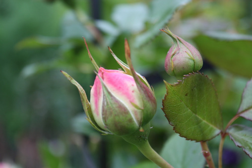 Bouton de rose Pierre de Ronsart