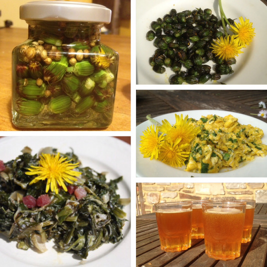 Recettes à base de pissenlits