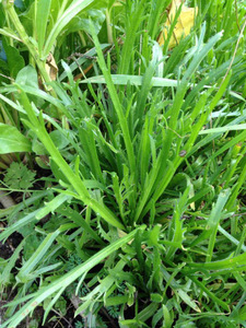 Plantain corne de cerf