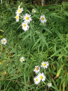 Aster Nova Belgii
