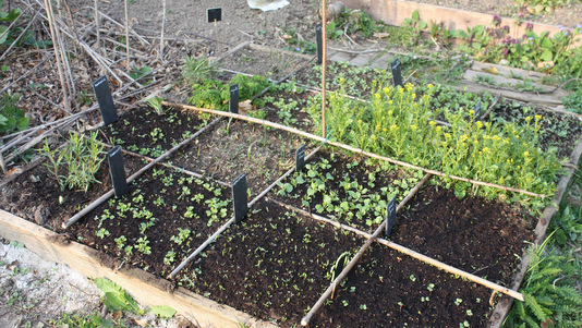 Le potager en carrés en avril
