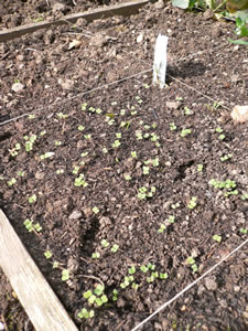 Le potager en carrés en avril