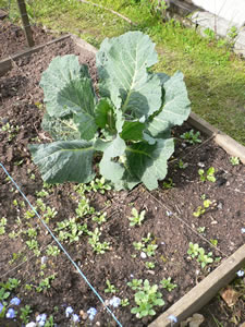 Le potager en carrés en avril