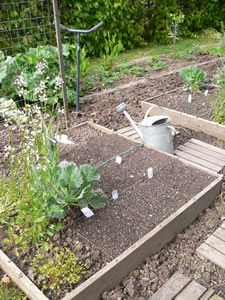 Le potager en carrés en avril