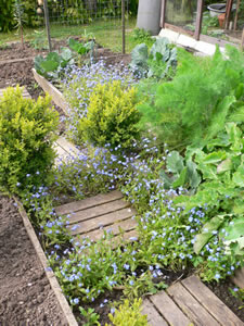 Le potager en carrés en avril