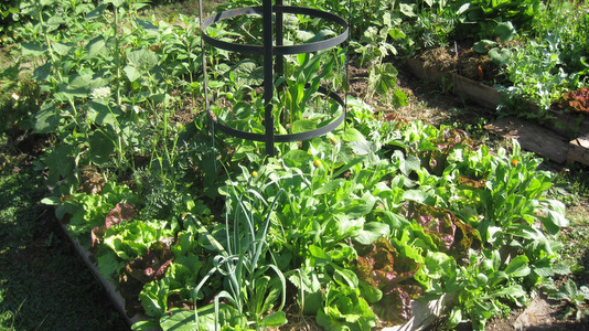 Potager en carrés en juin