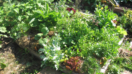 Potager en carrés en juin