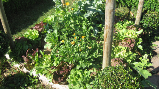 Potager en carrés en juin