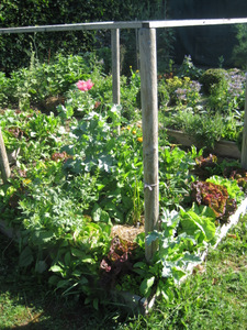 Potager en carrés en juin