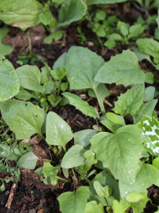 Potager en novembre