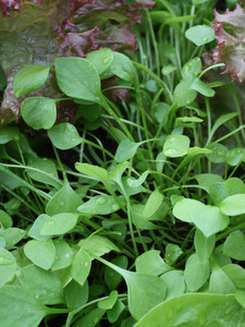 Potager en novembre