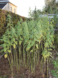Potager en novembre