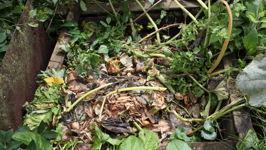 Potiron spontané sur le compost