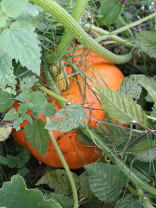 Potiron spontané sur le compost
