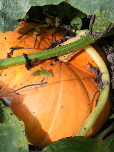 Potiron spontané sur le compost