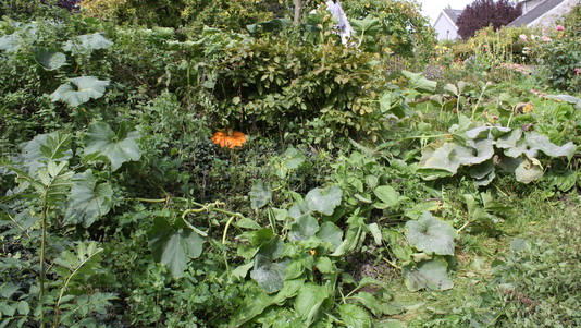 Potiron spontané sur le compost