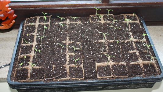 Premiers semis de printemps