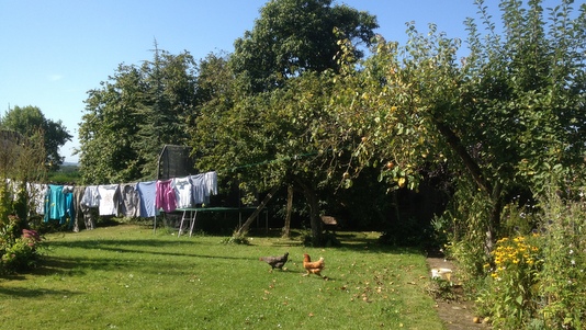 Poules en liberté dans le jardin