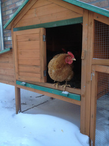 Trois poules en hiver