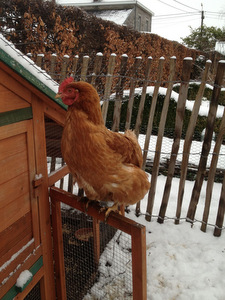 Trois poules en hiver