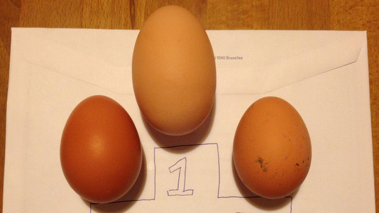 Trois poules en hiver