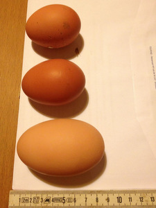 Trois poules en hiver