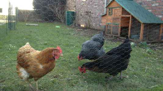 Les poules déménagent