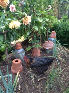 Poules en liberté dans le potager