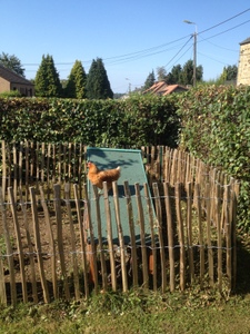Poules sur le toit du poulailler