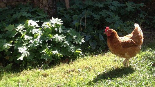 Poules en liberté dans le jardin