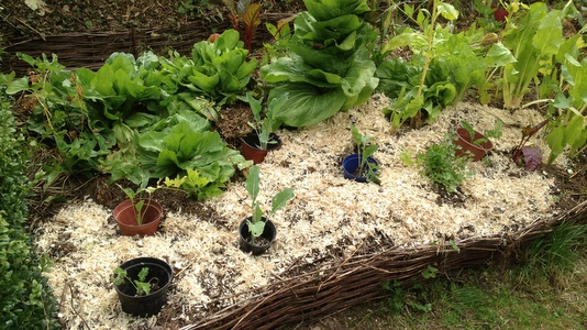 Fumier de poule en permaculture