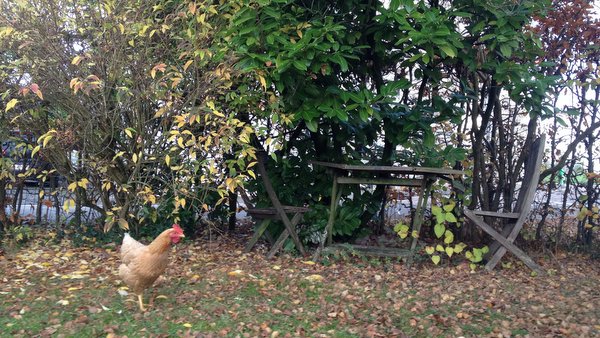 Nos poules font l'école buissonnière