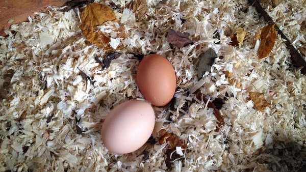 Nos poules font l'école buissonnière