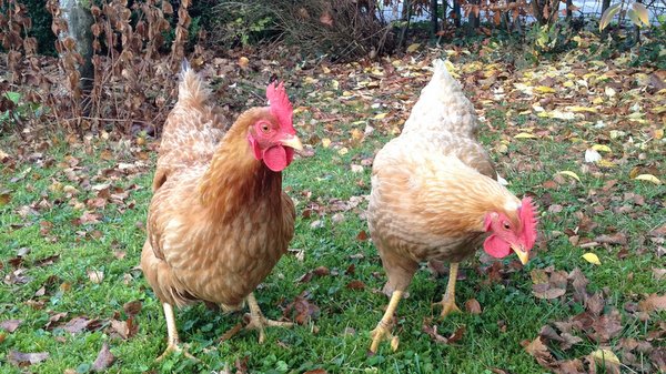 Nos poules font l'école buissonnière