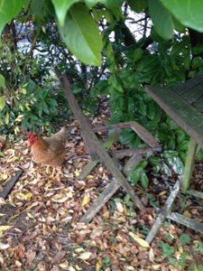 Nos poules font l'école buissonnière
