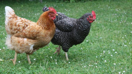 Des poules en liberté au jardin