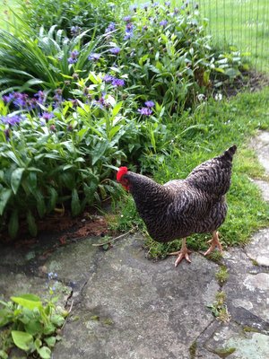 Des poules en liberté au jardin