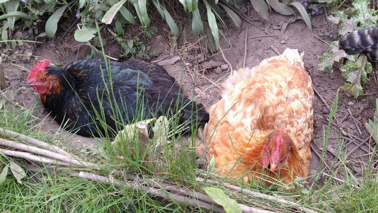 Des poules en liberté au jardin
