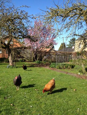 Des poules en liberté au jardin